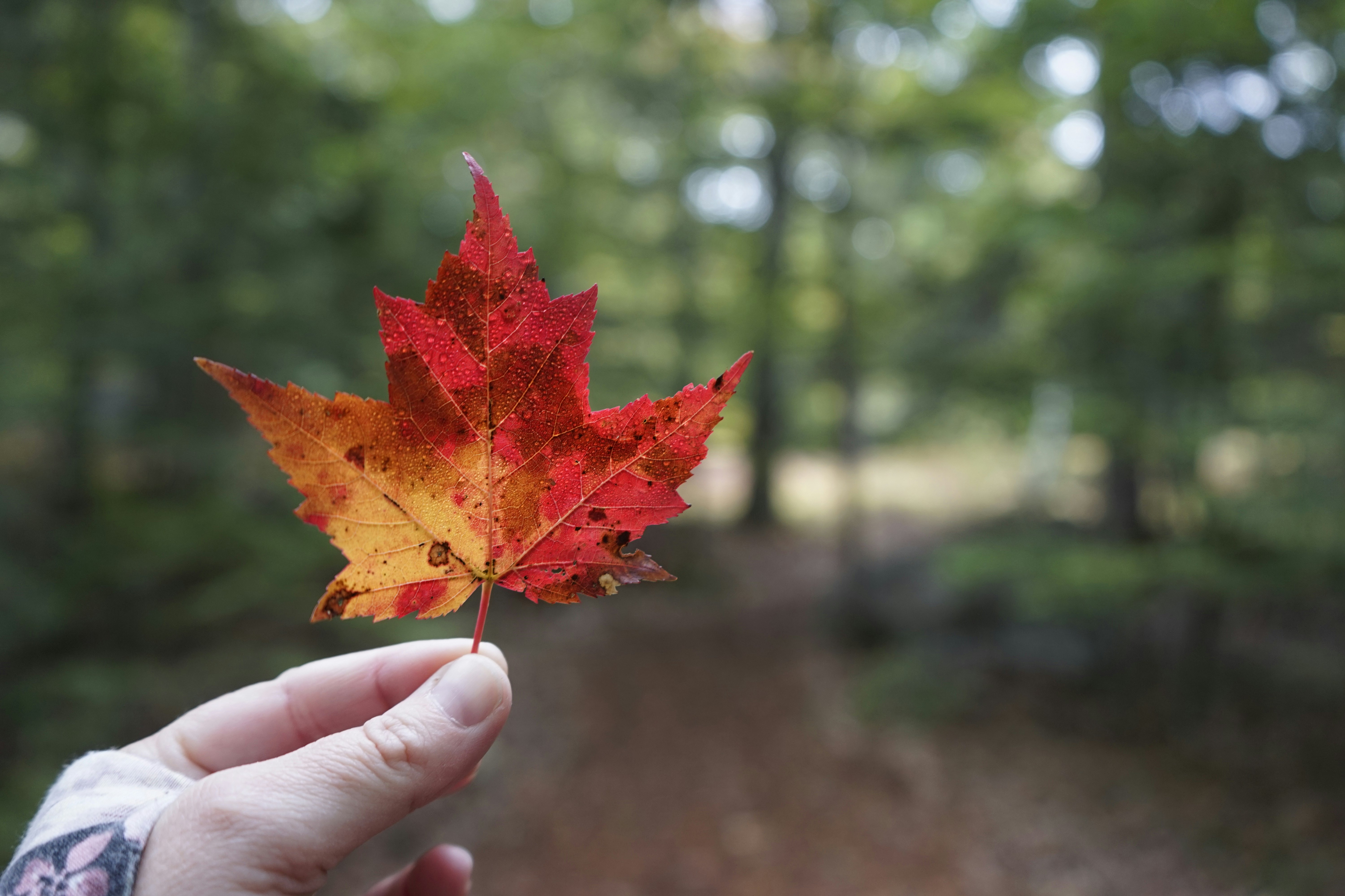 red maple leaf